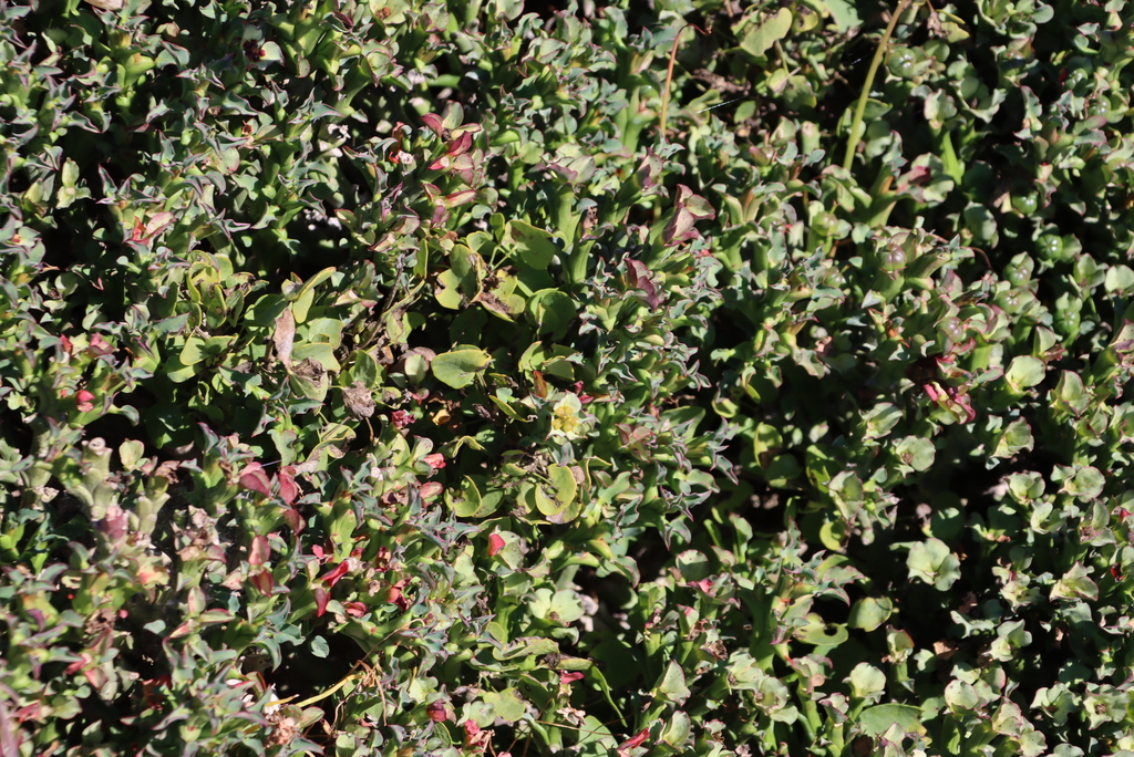 Euphorbia hamata; photograph (c) Tony Rebelo, some rights reserved (CC BY-SA)