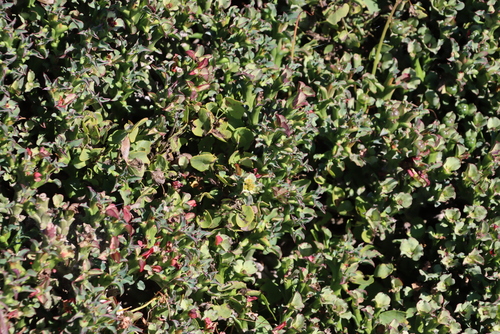 Euphorbia hamata