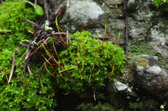 Syntrichia princeps