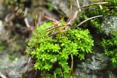 Syntrichia princeps