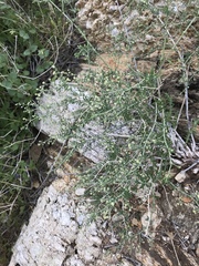 Galium stellatum eremicum