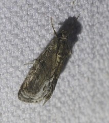 Zalissa catocalina