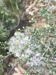 Galium stellatum eremicum