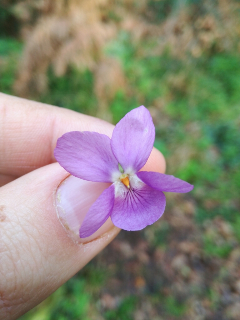 Sweet violet