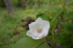 Magnolia sieboldii