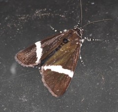 Coenotoca subaspersa