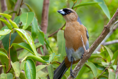 Cinnamon Tanager