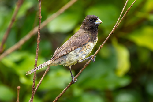 Yellow-bellied Seedeater