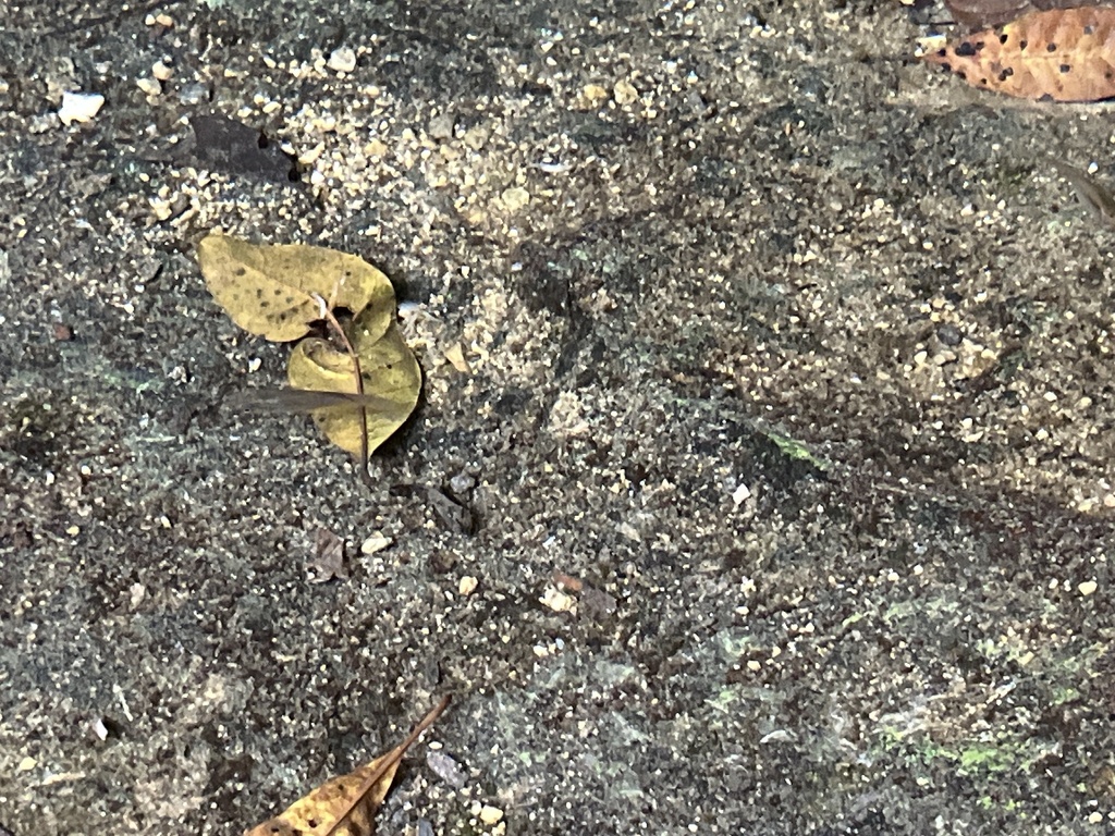 Yucatan gambusia (Gambusia yucatana) — Poeciliidae