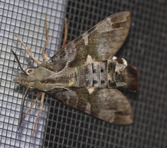 Macroglossum errans