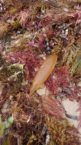 Image of Chrysymenia brownii by (c) Peter Crowcroft, some rights reserved (CC BY)