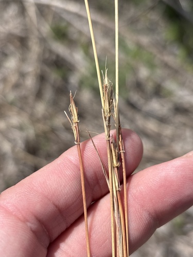 big bluestem (Andropogon gerardi)