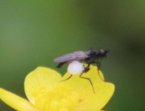 Unknown species found near Napa County, CA, USA