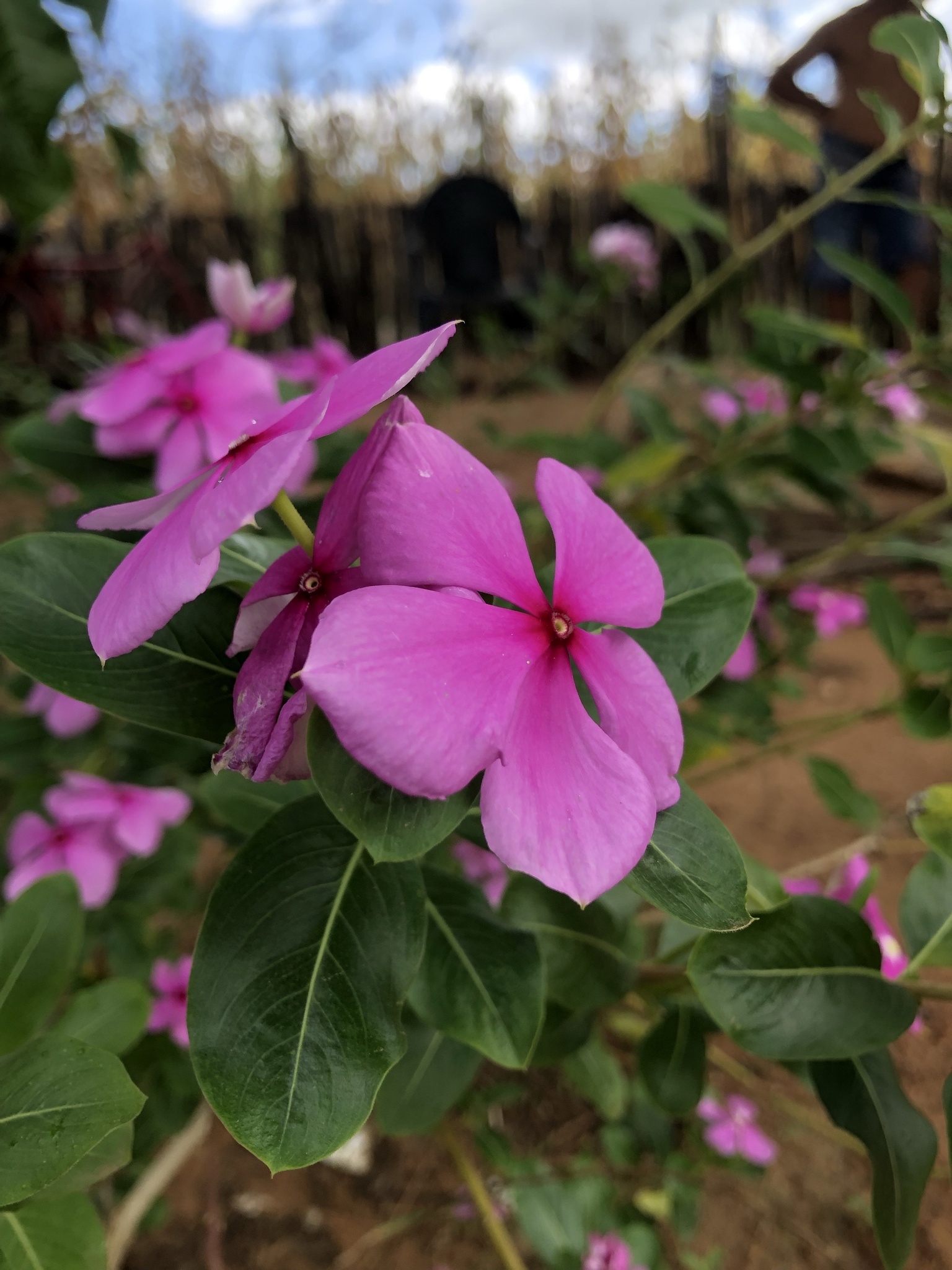 Catharanthus roseus