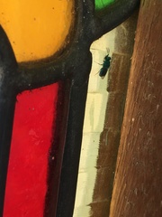 Chrysidoidea