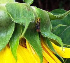 Dilobopterus costalimai