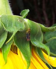 Dilobopterus costalimai