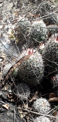 Mammillaria mazatlanensis