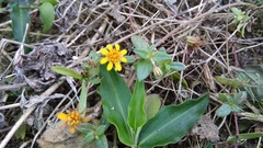 Pectis multiflosculosa