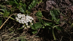 Tournefortia hartwegiana