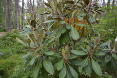 Rhododendron rex