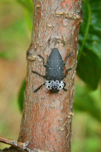 Flat-headed Root-borer