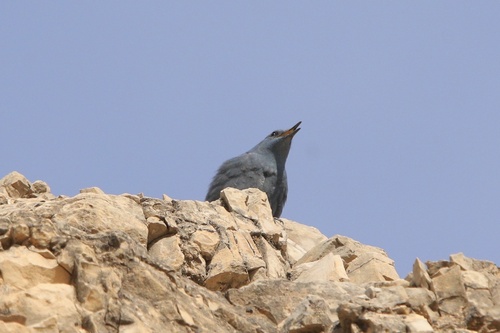Roquero solitario (Monticola solitarius)