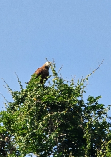 Black-collared Hawk (Busarellus nigricollis)