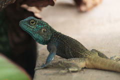 Acanthocercus ugandaensis
