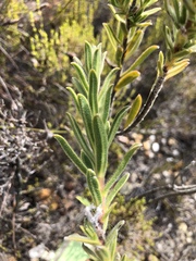 Lobostemon curvifolius