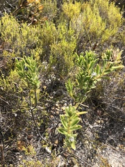 Lobostemon curvifolius