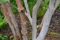 Rhododendron thomsonii