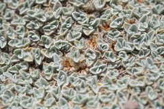 Helichrysum pagophilum, photograph (c) Morten Ross, some rights reserved (CC BY)
