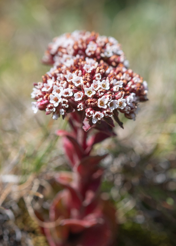 Crassula natalensis