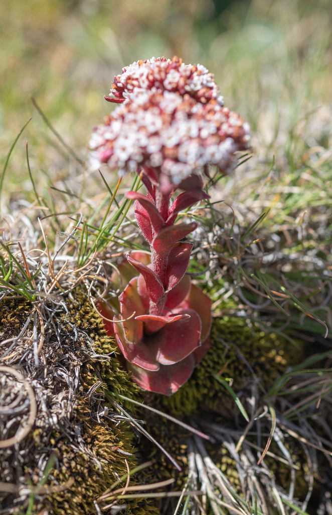 Crassula natalensis