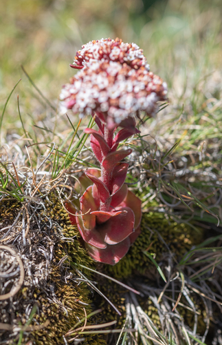 Crassula natalensis