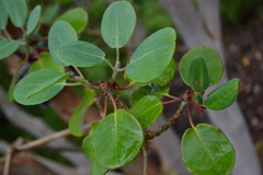 Rhododendron thomsonii