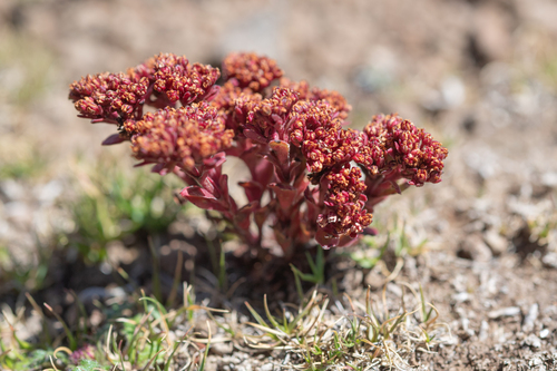 Crassula natalensis