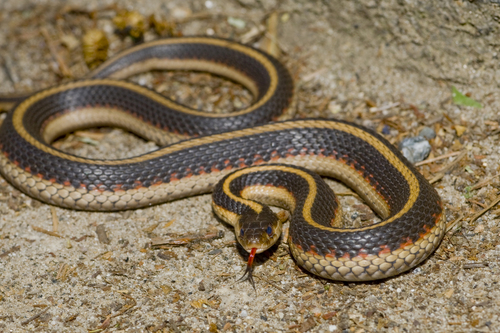 iNaturalist observation photo of Common Garter Snake