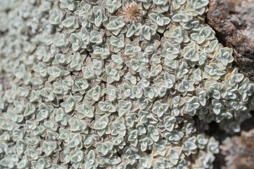 Helichrysum pagophilum, photograph 5
