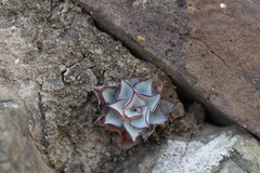 Echeveria strictiflora