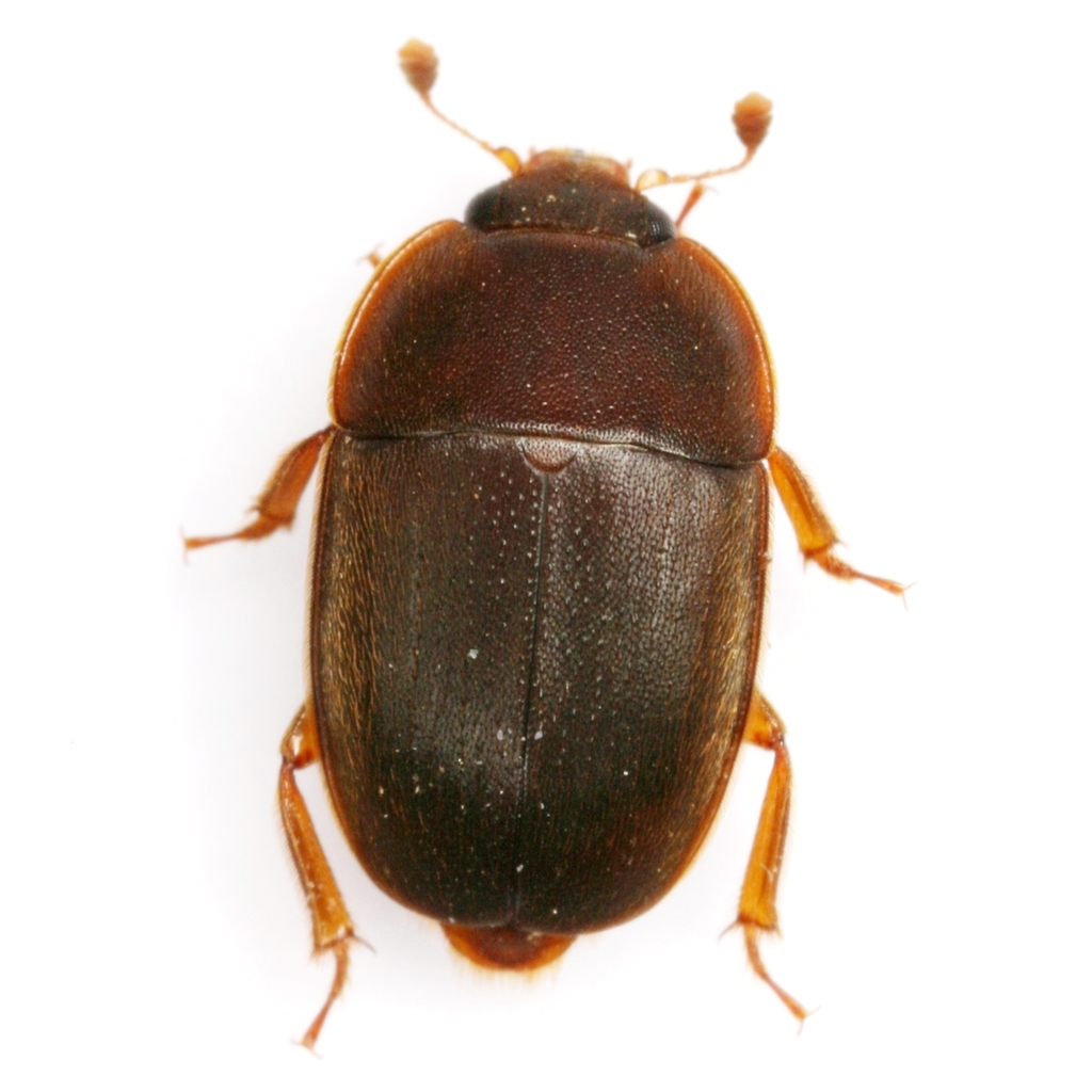 Amphicrossus niger