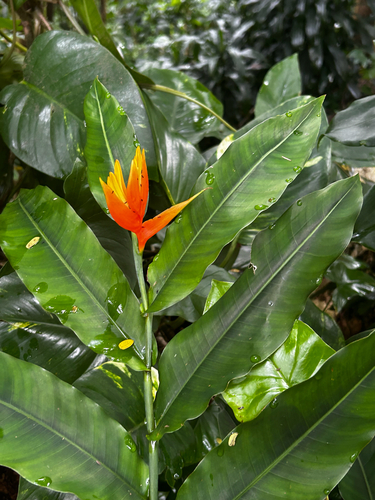 Heliconia aurantiaca observed 2026-03-18