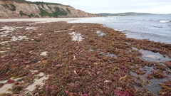 Codium pomoides