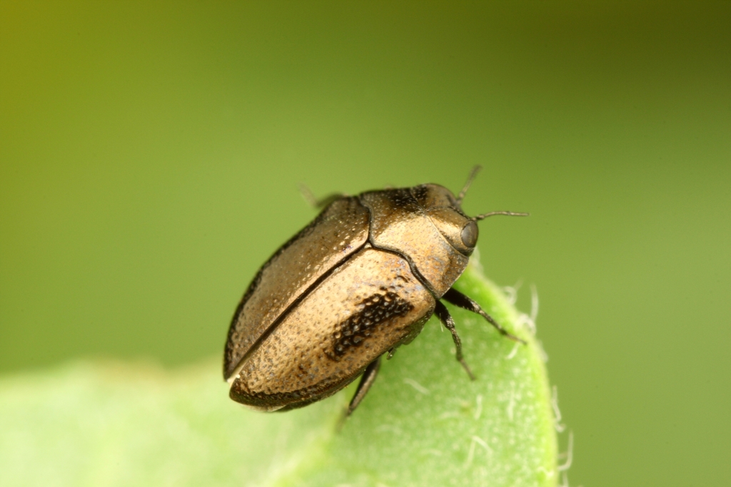 Trachys puncticollis