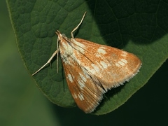 Epascestria pustulalis