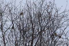 Spinus tristis tristis