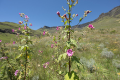 (c) Morten Ross, some rights reserved (CC BY) Anisodontea julii, photograph (c) Morten Ross, some rights reserved (CC BY)