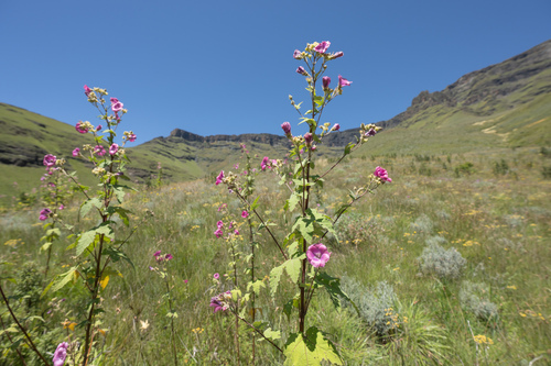 Anisodontea julii, photograph 4