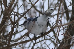Cyanocitta cristata bromia